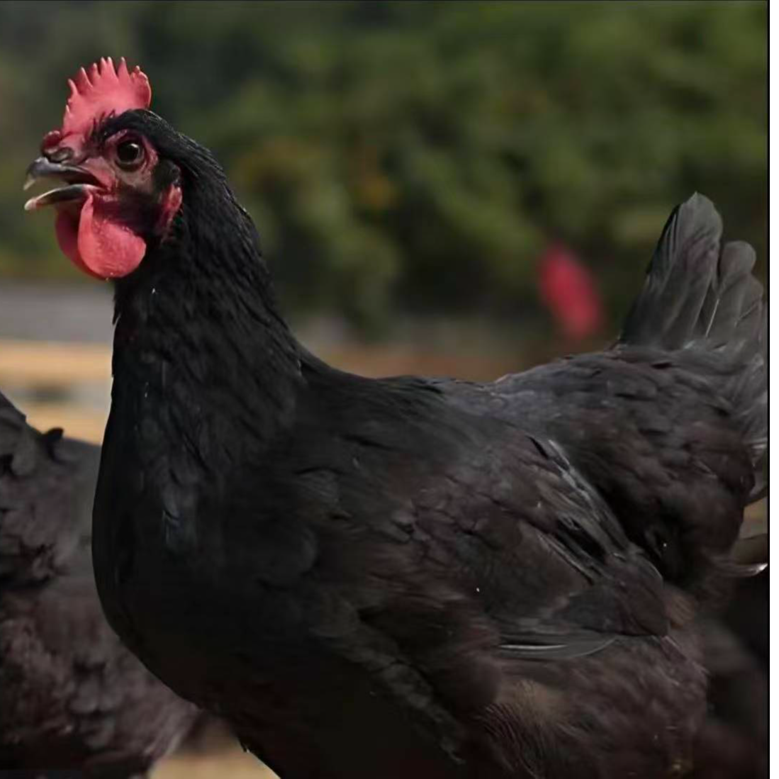 【宠物鸡】包邮宠物鸡2