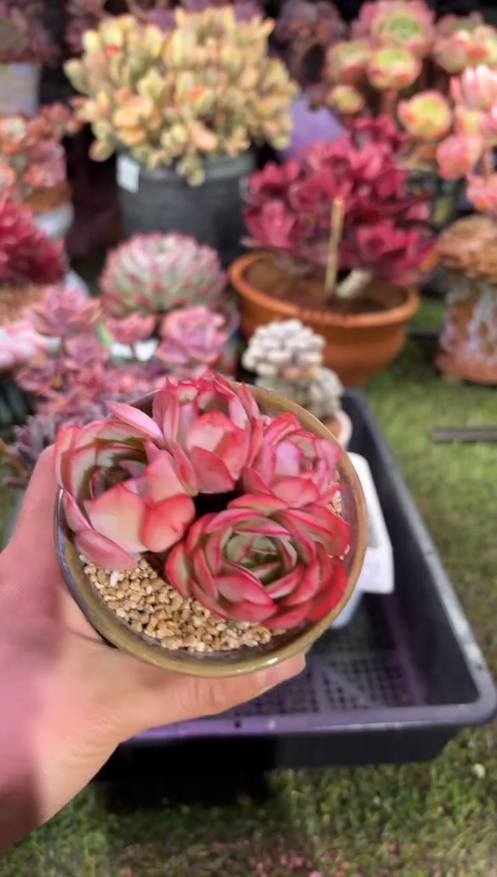 【闪购商品】02264