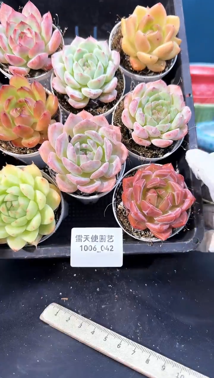 1006-042   多肉8颗 