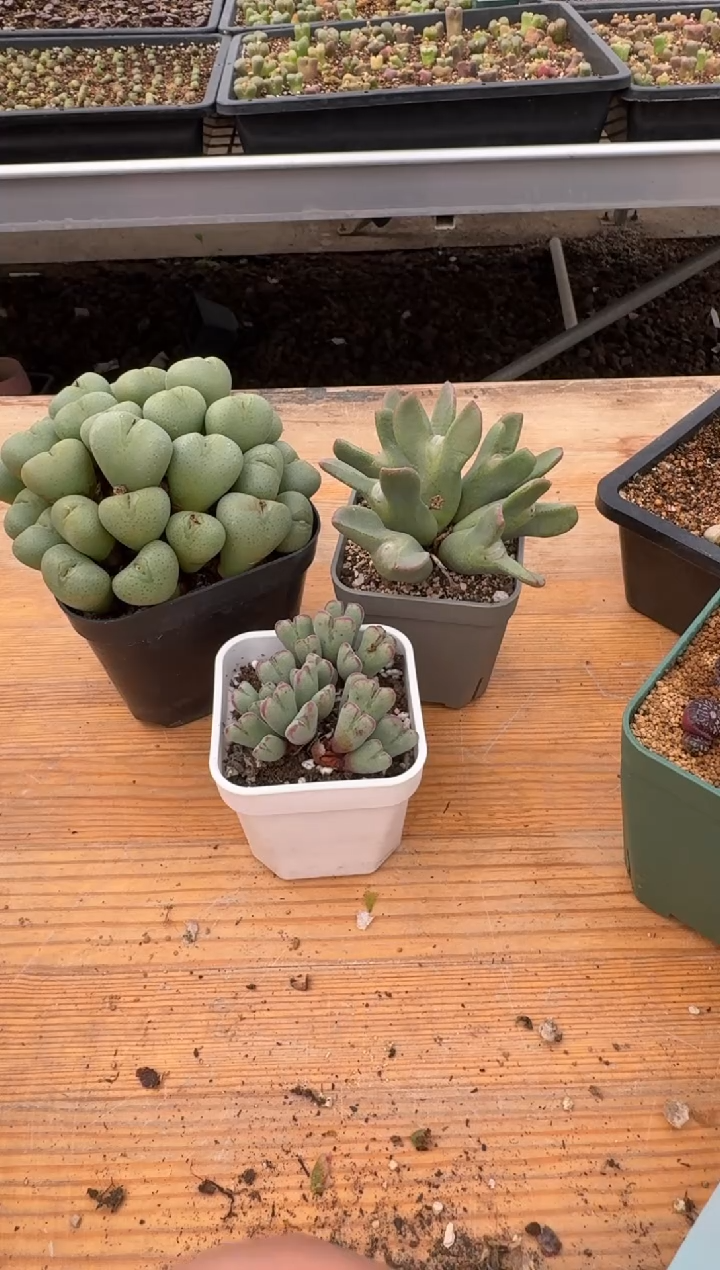 【闪购商品】24-46.鹿角