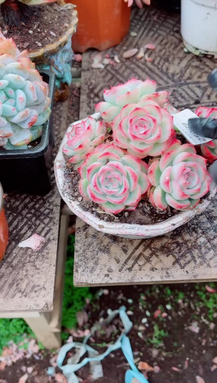 爱**?跃跃精品多肉25089