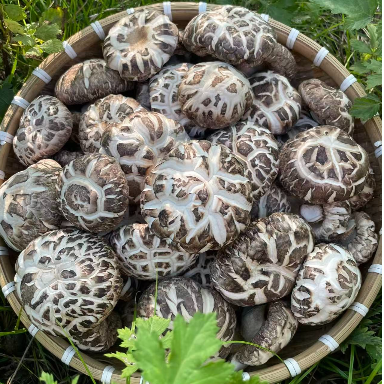 【精品花菇送礼必备】无根花菇干货农家特产小花菇大花菇无熏硫