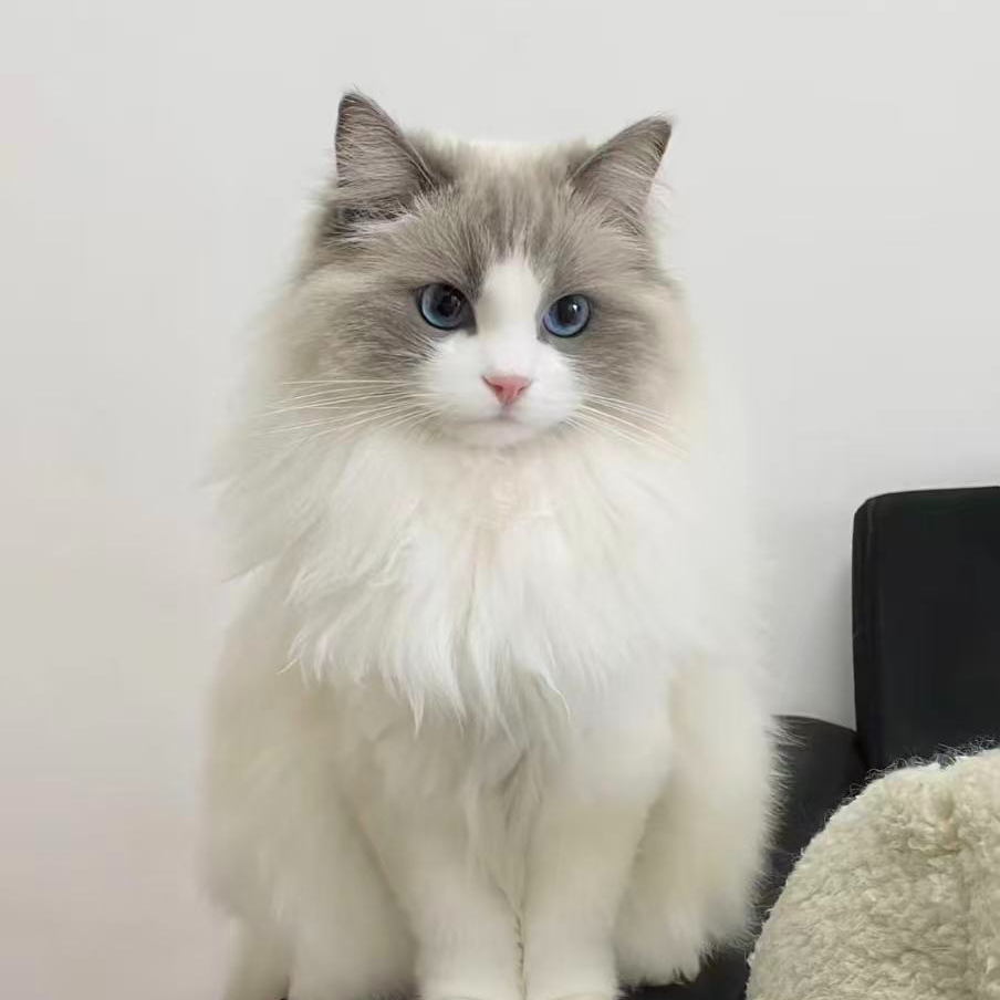 GWAboost全价烘焙猫粮主食桶1.5千克