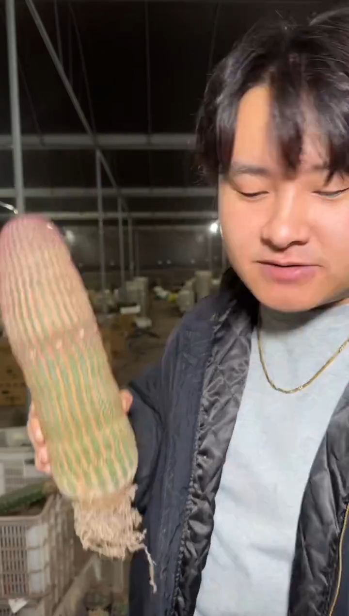 高20cm+ 红太阳【带根】