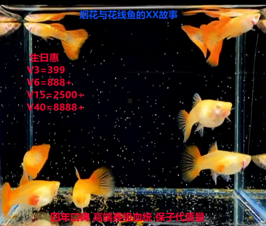 孔雀鱼超厚金属红蕾丝白子幼鱼体验3对加1对备损