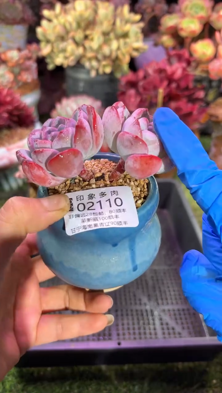 【闪购商品】02110