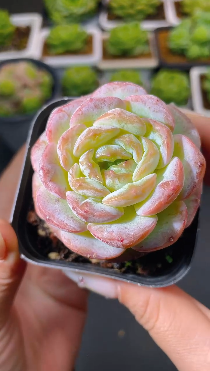 019草莓牛奶量拍发一颗