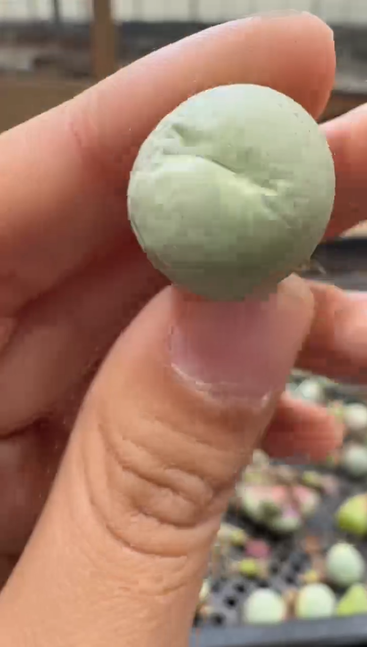 29-227多肉植物肉锥