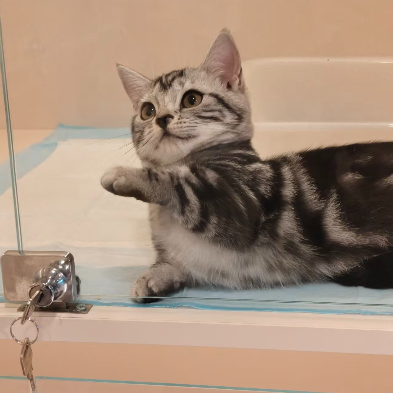 昆明三只猫矮脚虎斑