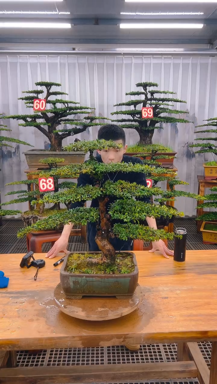 【闪购商品】紫砂精品盆景直播间一物一拍