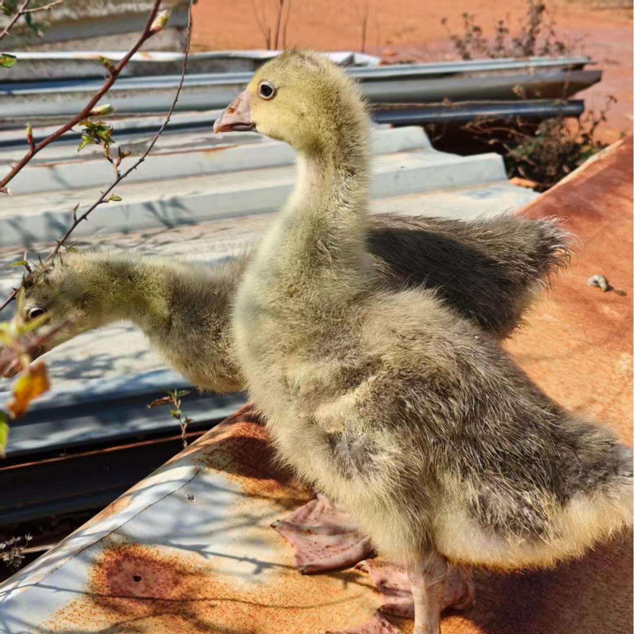 4斤左右朗德鹅雁鹅红嘴大雁鹅 现杀吃肉质保两天 京东包邮