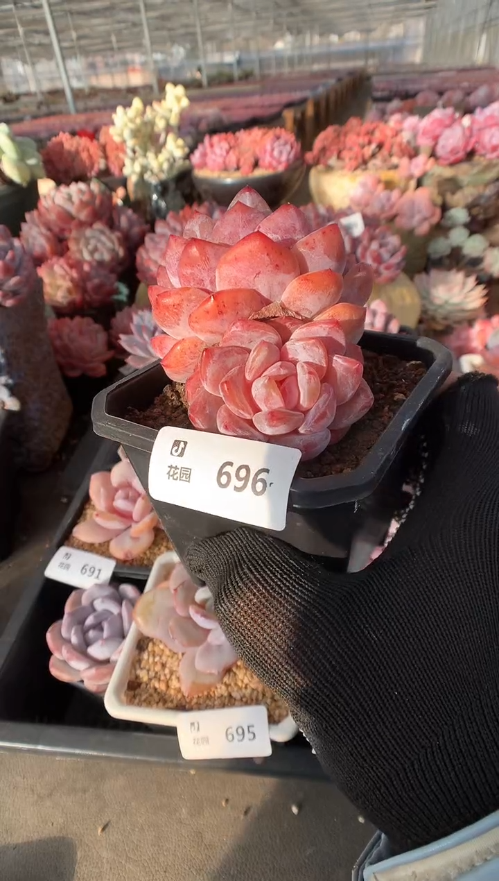 696冰橙一物一拍