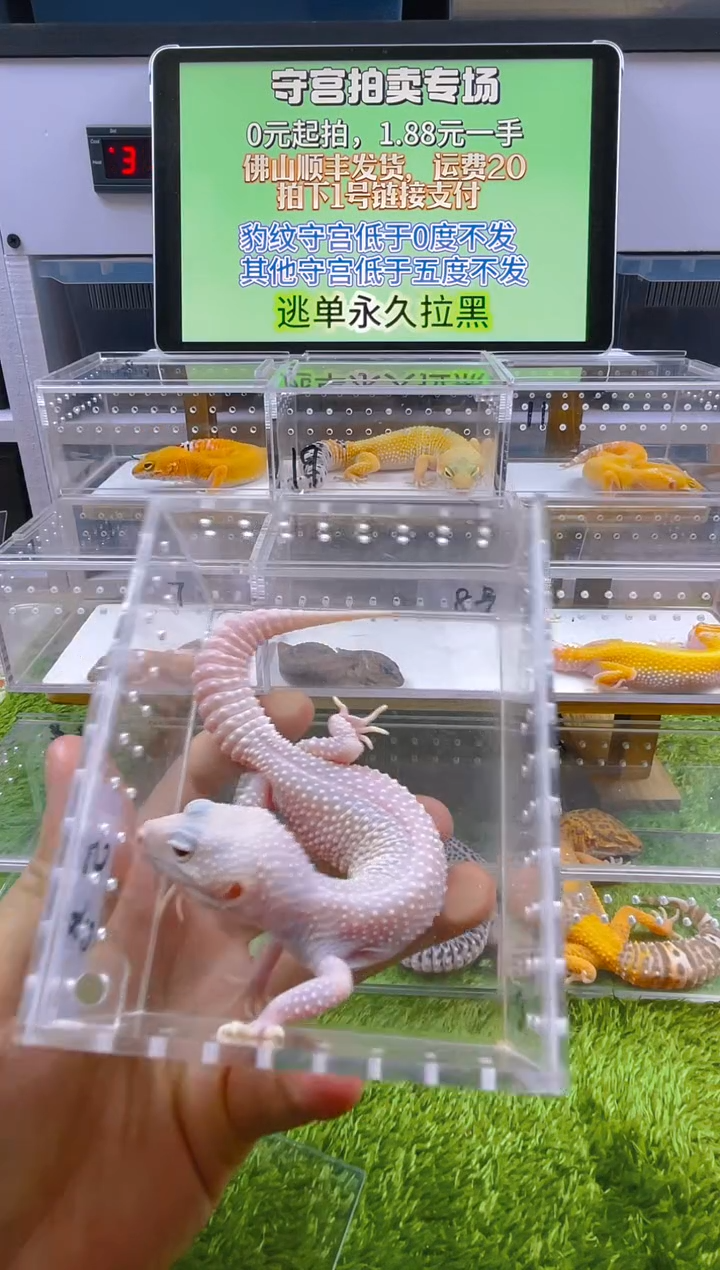 豹纹守宫守宫可爱温顺迷人好看