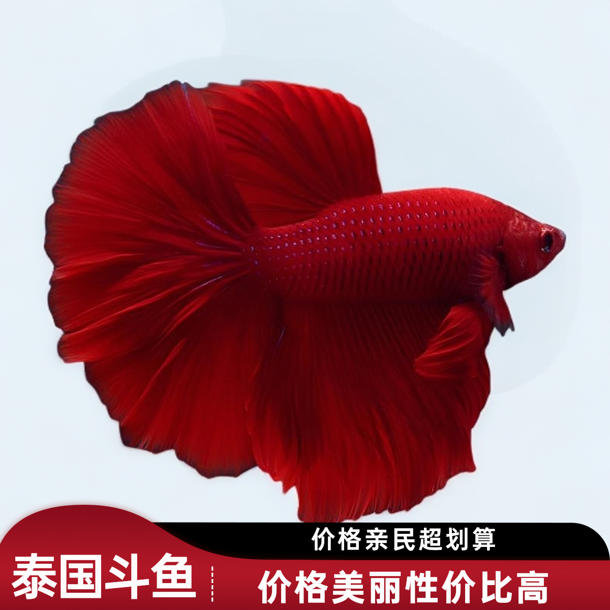 A（1—160号）旺旺水族泰国斗鱼观赏鱼好养耐活（直播间选鱼）