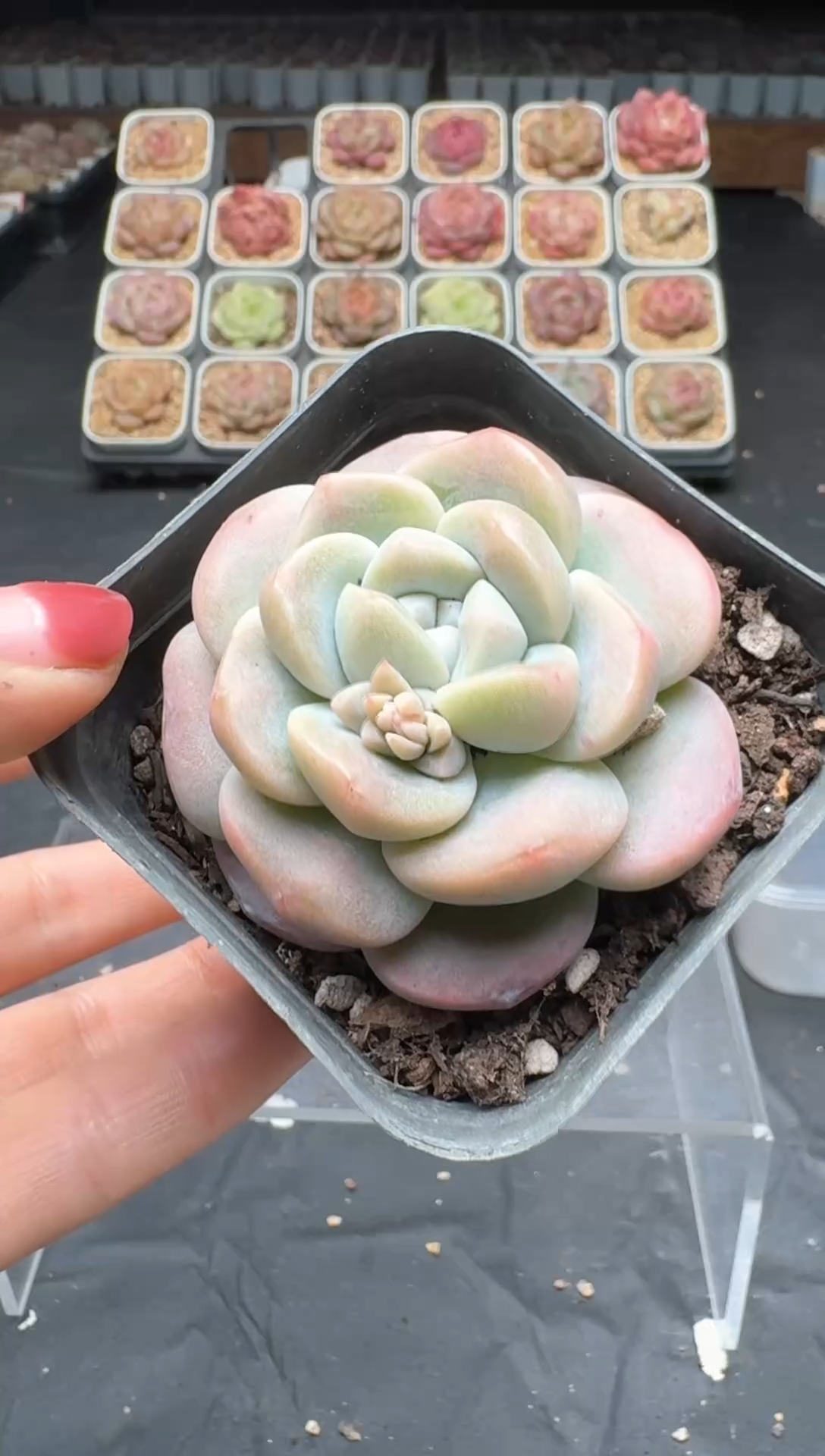 【闪购商品】3单包邮珍妮多肉一物一拍595