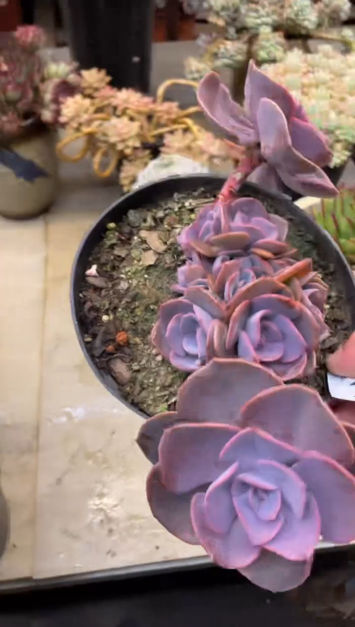 【闪购商品】119尘埃