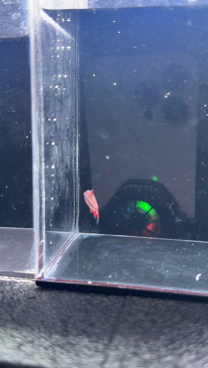 灯科鱼M****D闪送补运费差价。