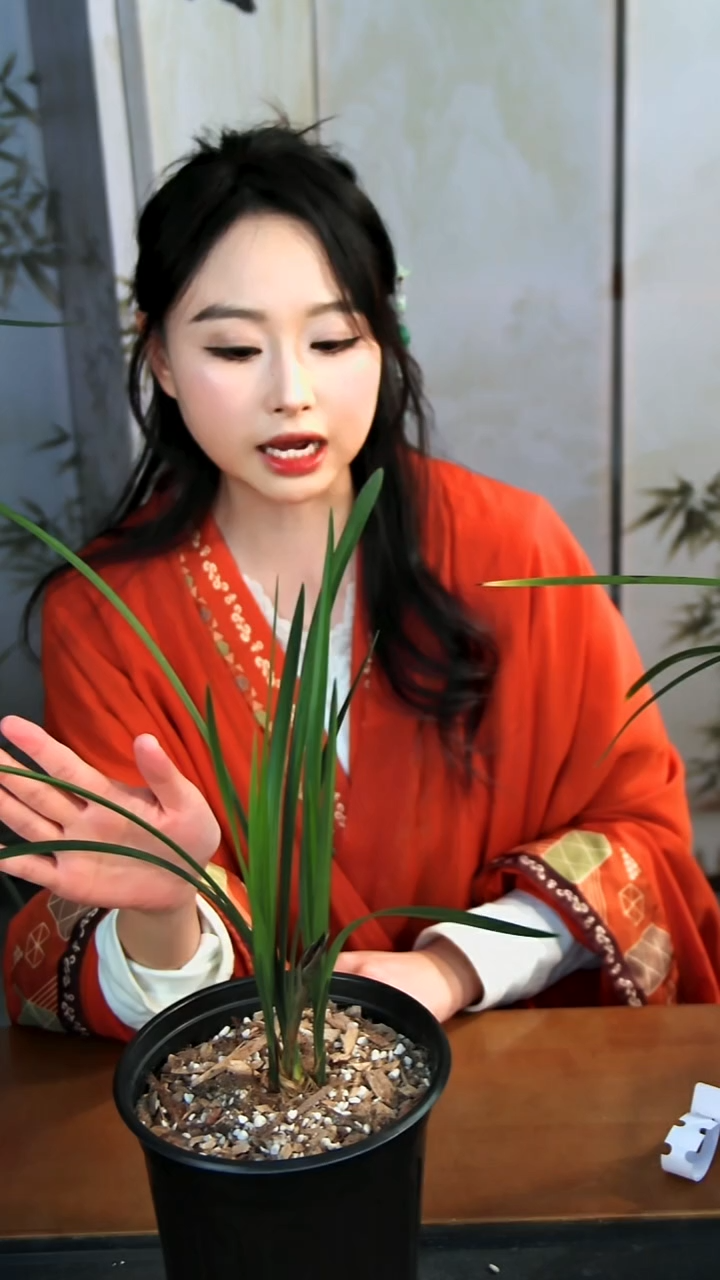 全部花苞美丽之冠兰花一盆