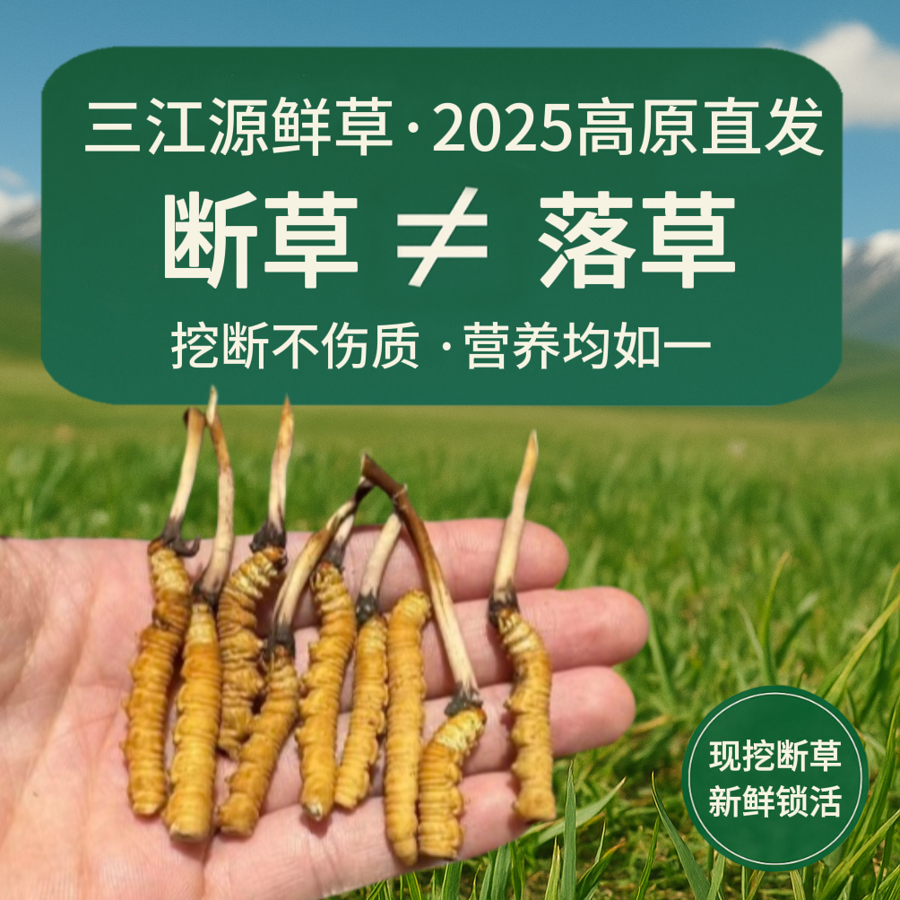 2025新鲜断草｜青海高原直发｜纯净三江源滋养｜营养不减