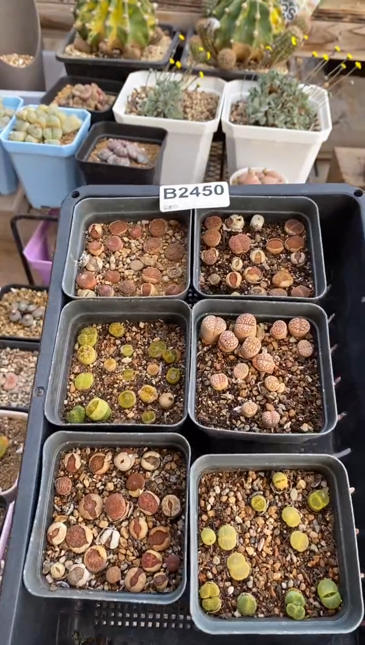 【闪购商品】2450直播一物一拍