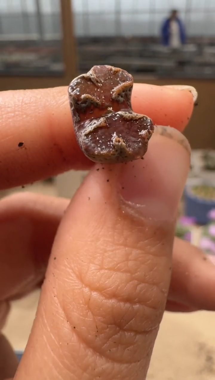 10-76多肉植物肉锥