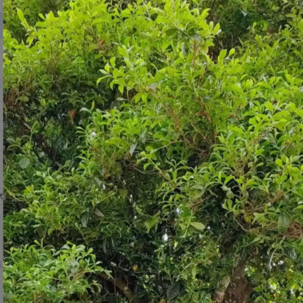 【厂长私藏】2003年班章茶区晒青散茶生茶源头产家茶叶