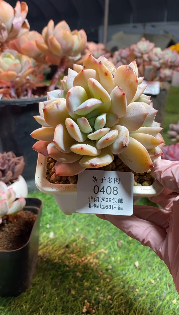 【闪购商品】0408a