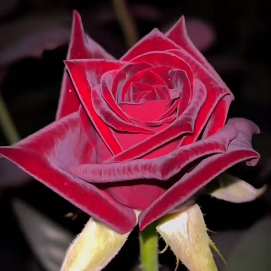 两加仑【黑魔术 】玫瑰花 盆栽月季  特别好养  