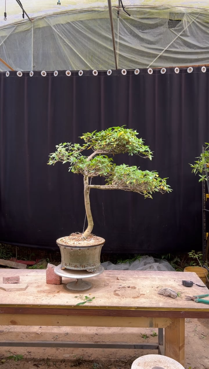当前无花朵，栽培后可花朵男***怀 海岛栀子花