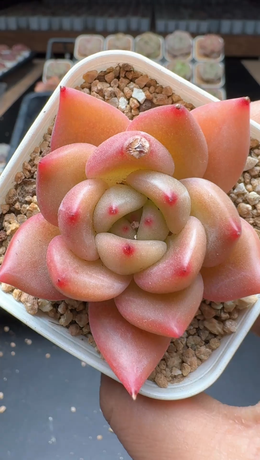 【闪购商品】062号一物一拍珍妮多肉花卉植物3颗起发