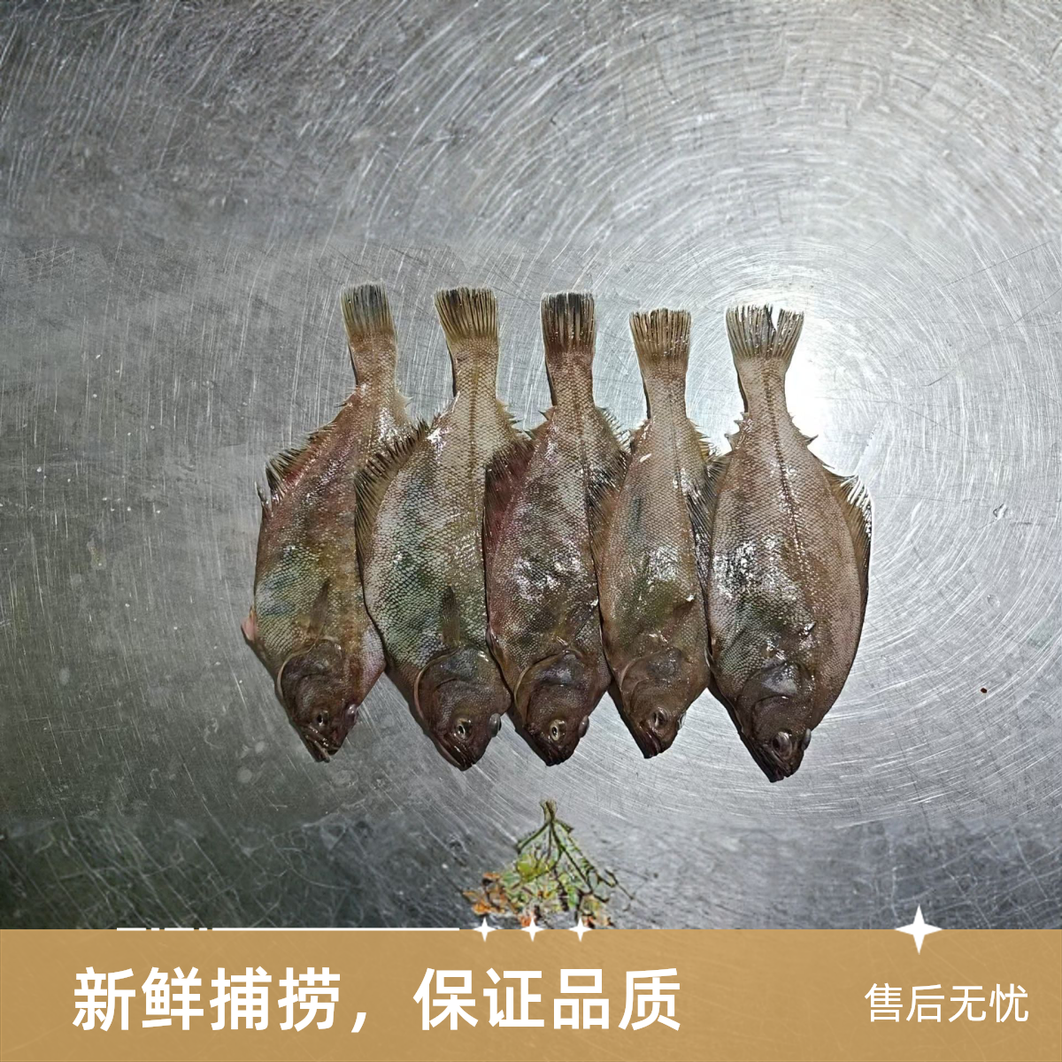威海石岛野生偏口鱼刺少肉嫩新鲜美味顺丰包邮