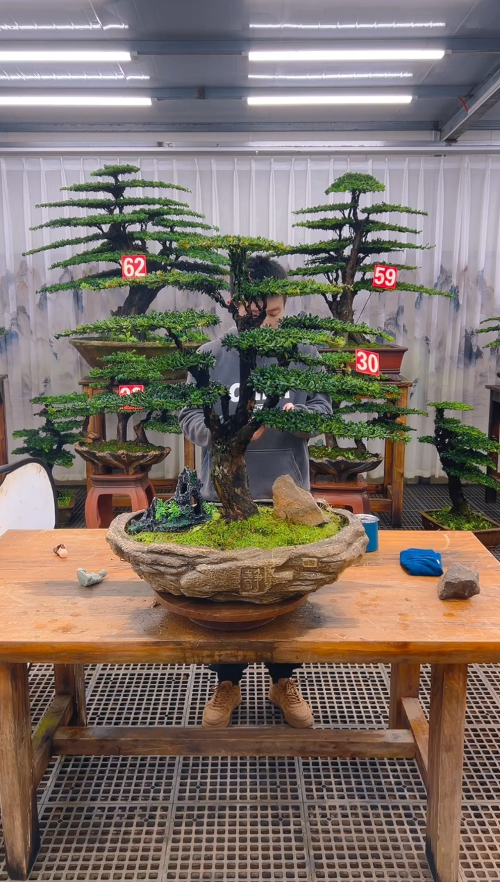 无花朵s*精品盆景直播间一物一拍