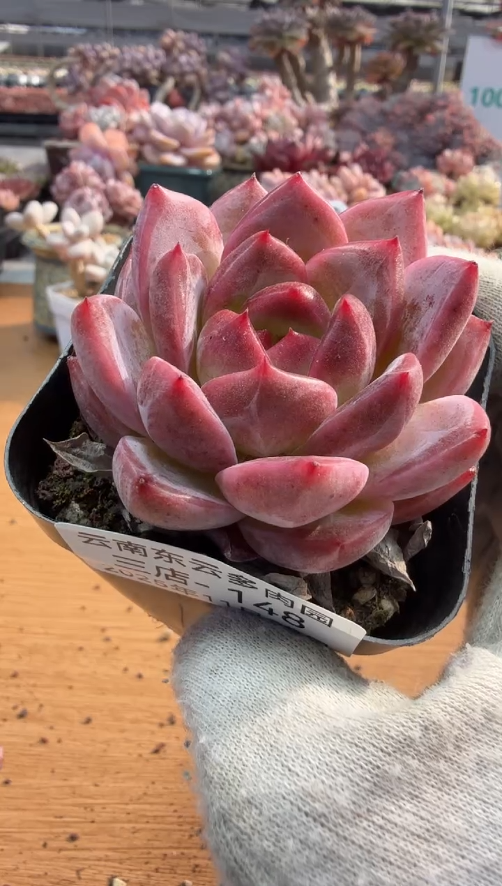 东云多肉园三店-148