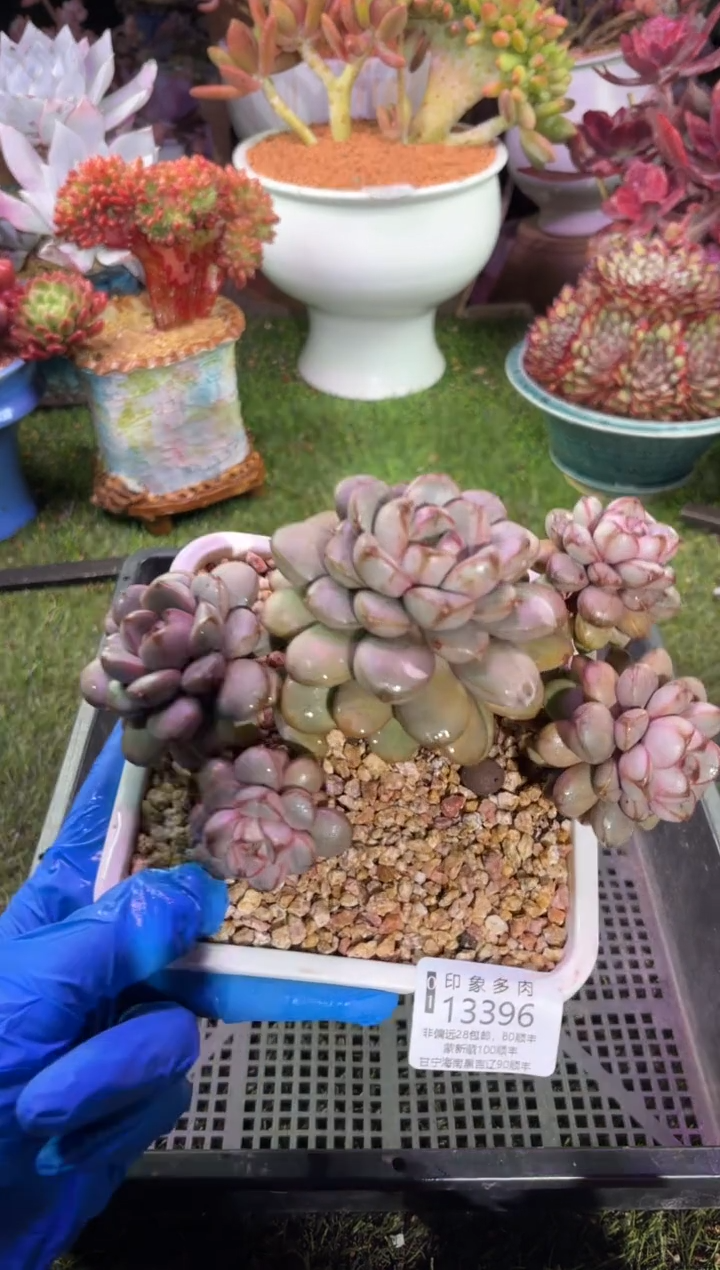 【闪购商品】13396