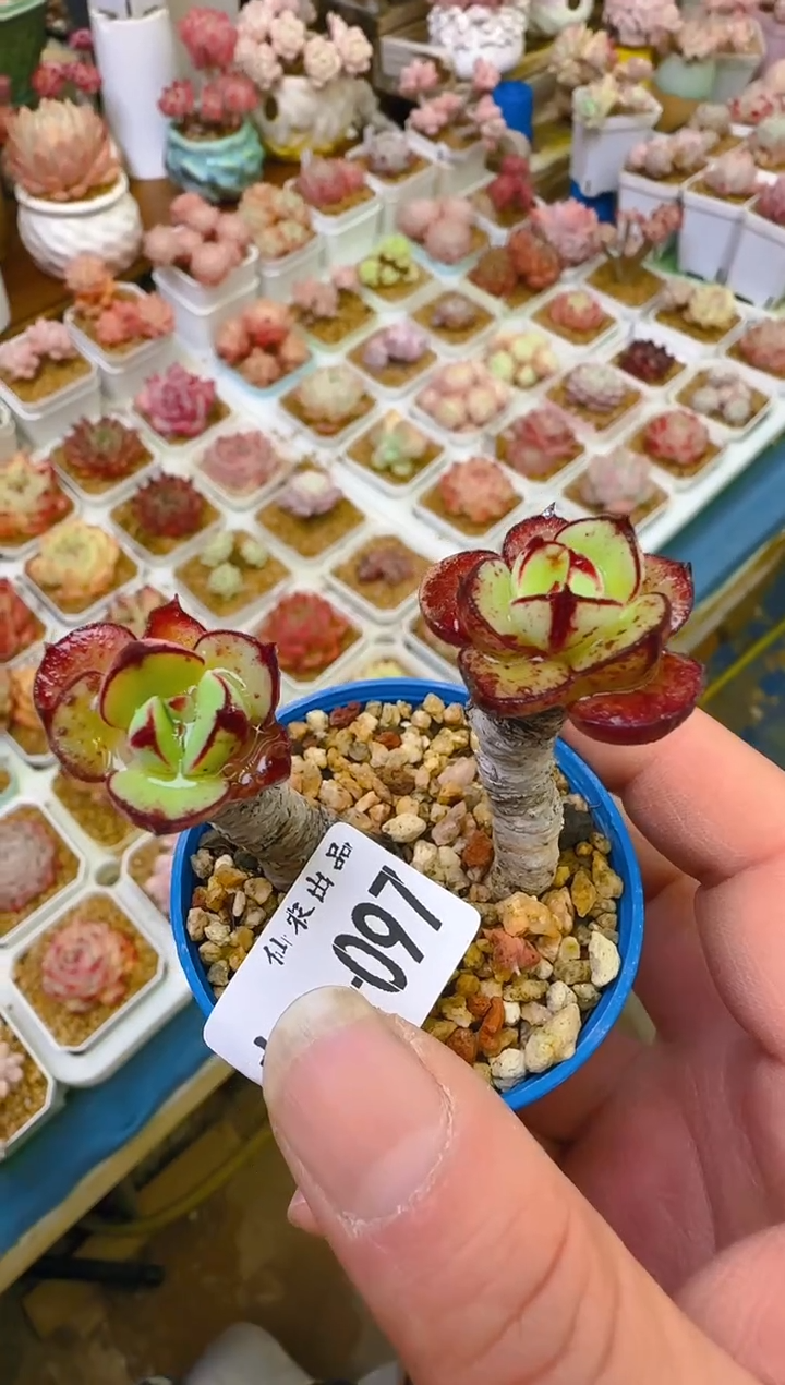 【闪购商品】喜—097—仙农(丹尼尔）