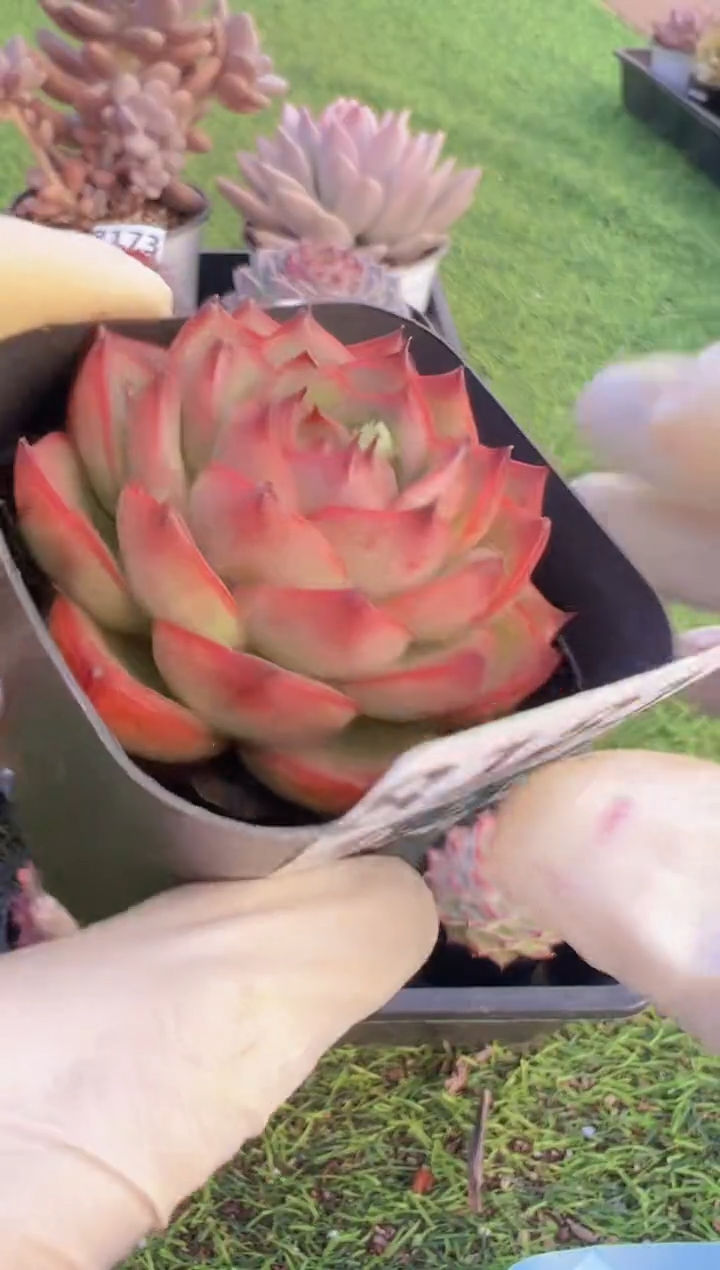 【闪购商品】信福多肉一物一拍