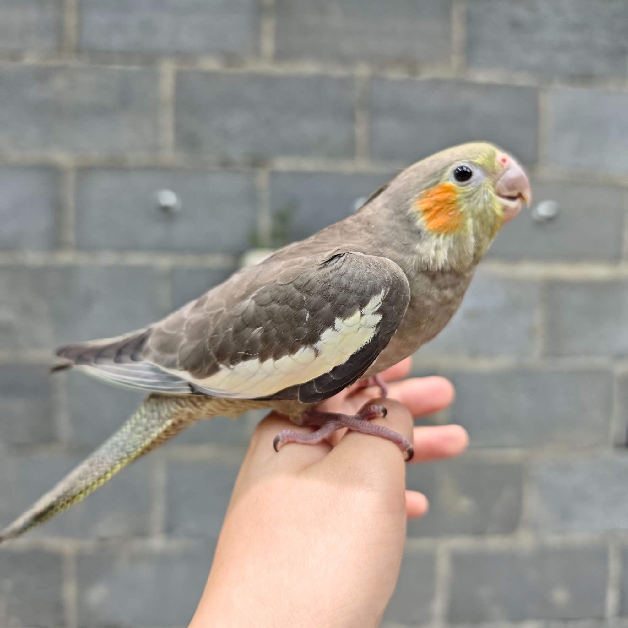 驯化好的玄风鹦鹉亲人上手，可抛飞，叫远 一物一拍