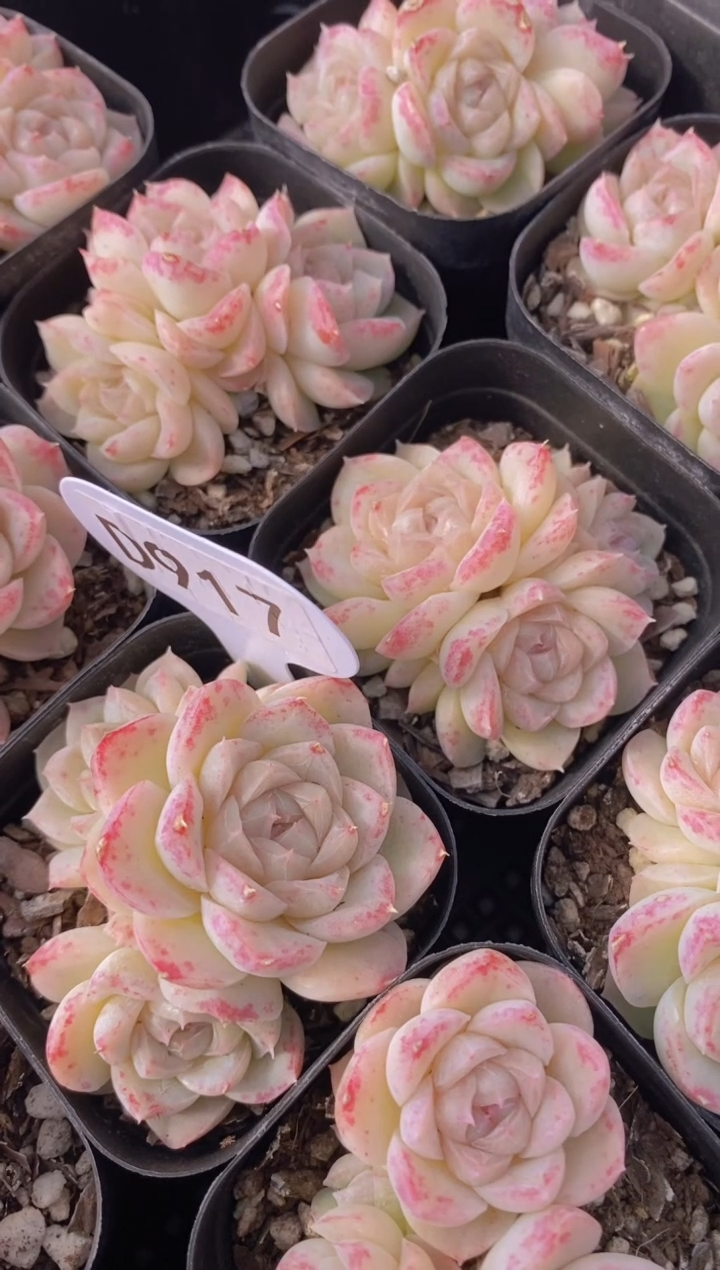 【闪购商品】D917-月影莎群生（量拍）