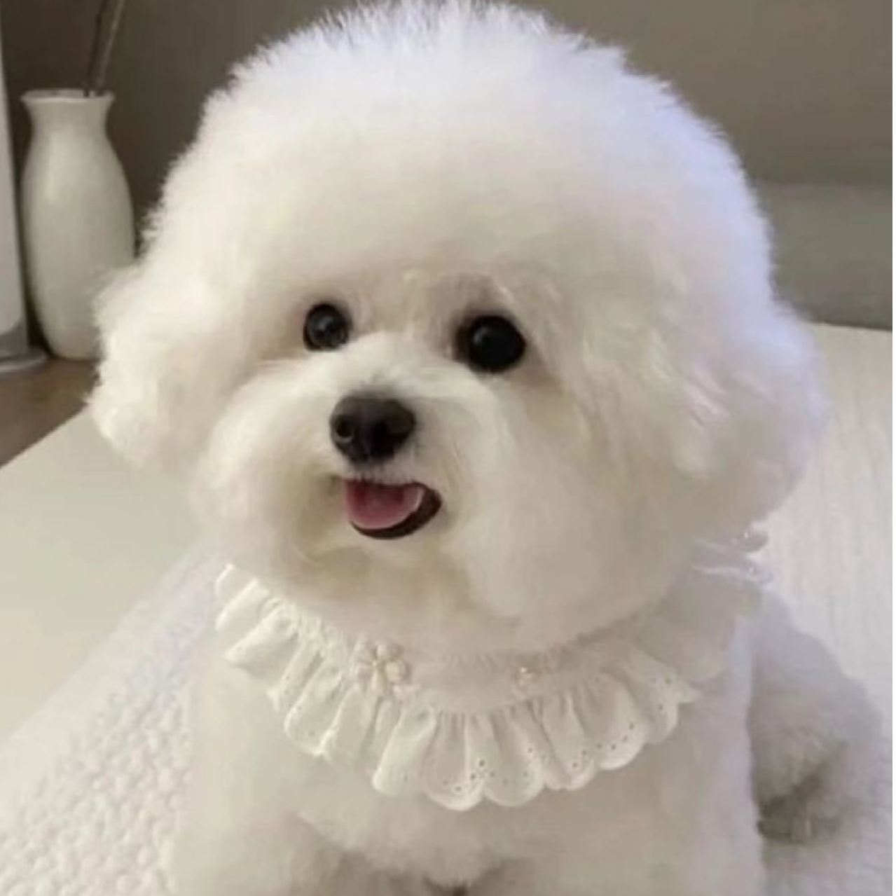 【红康犬舍x】比熊狗狗活体链接