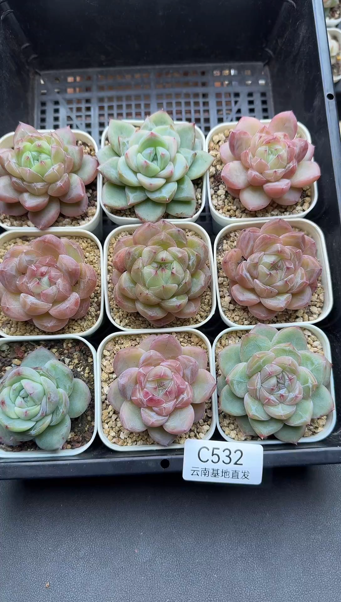 珍妮杂交多肉C532