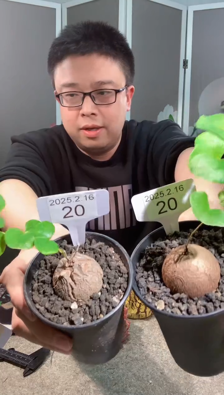 【闪购商品】南非龟甲龙2.16.20