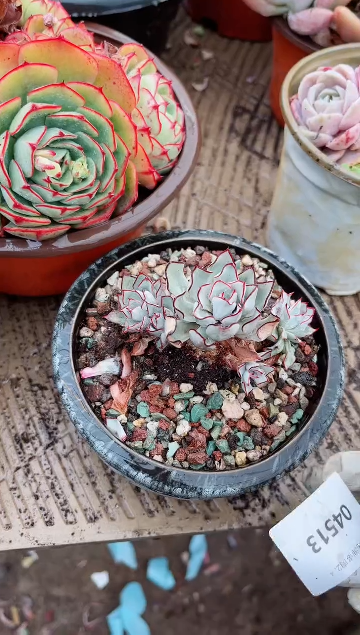 【闪购商品】04513