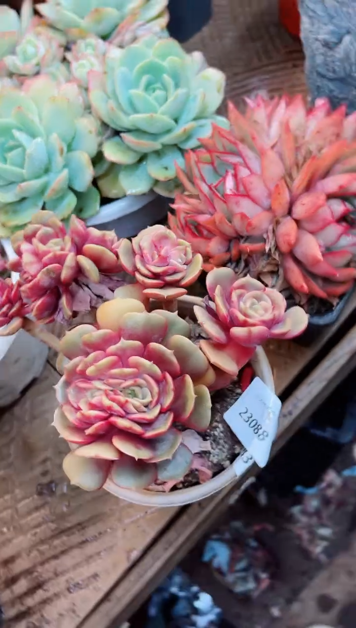 【闪购商品】23088