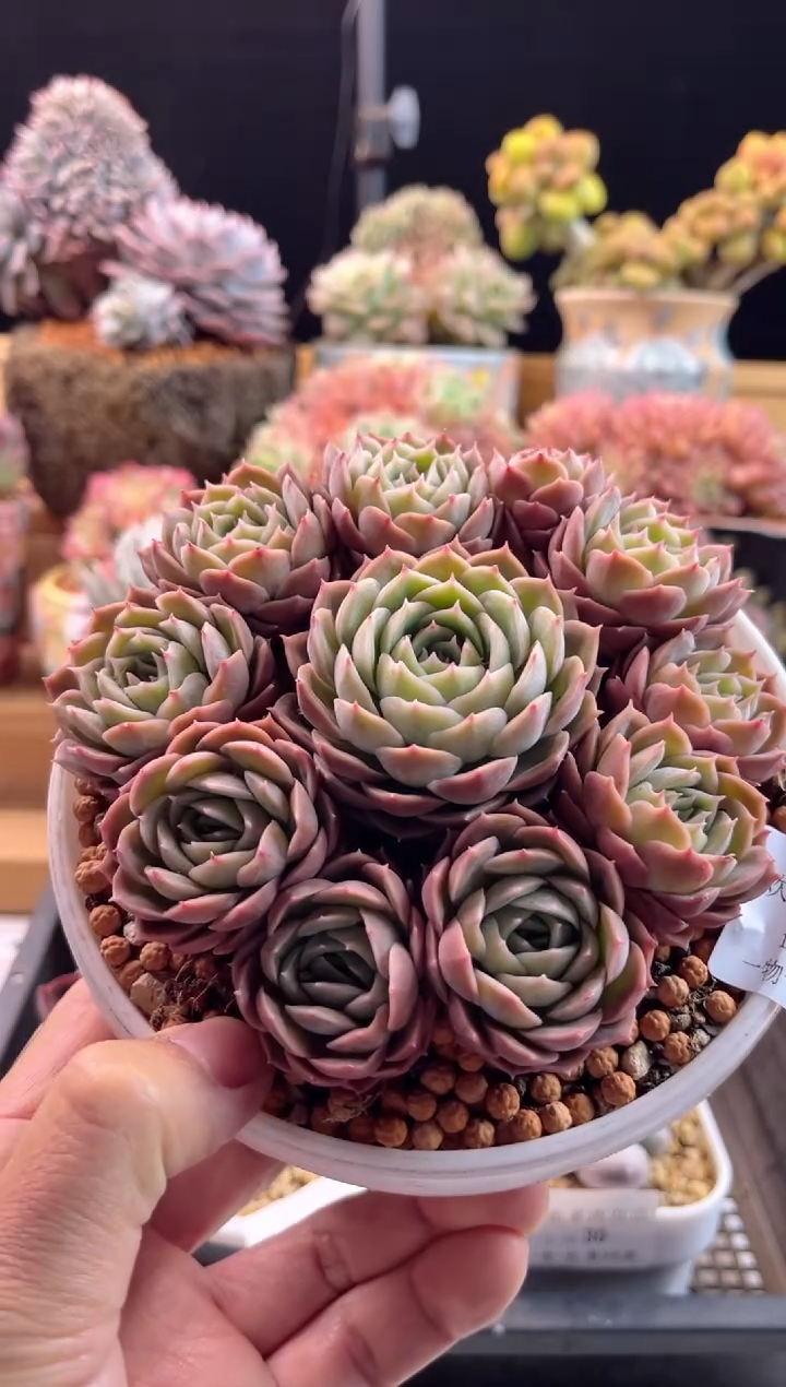 【闪购商品】1.16-32昂斯诺