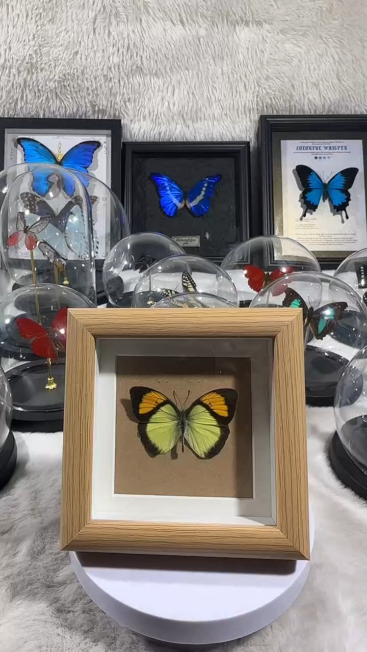 有机玻璃小框橙粉蝶   