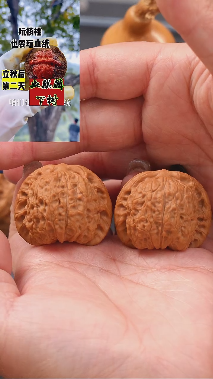 【闪购商品】文玩核桃吊坠38.5血麒麟狮子头（全品）