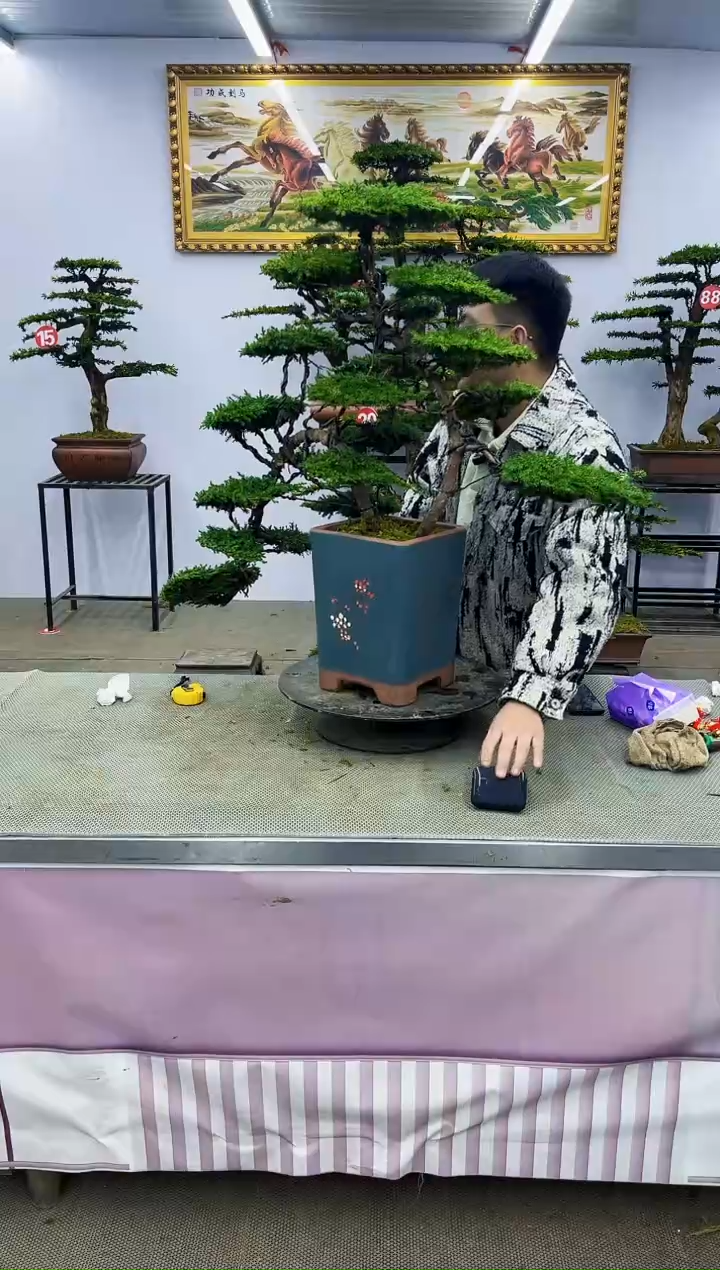 【闪购商品】八斗松/松类活物造型盆景，以直播间截图为啊啊啊啊