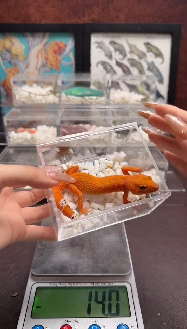 豹纹守宫鳞与尾 Scale Tail 爬宠蜜桔母