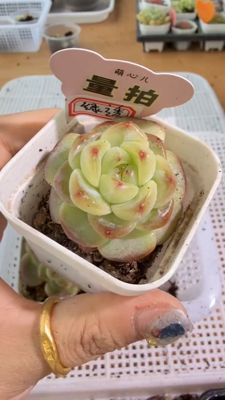 C/绿透 单双混 五方一盆 量拍混发