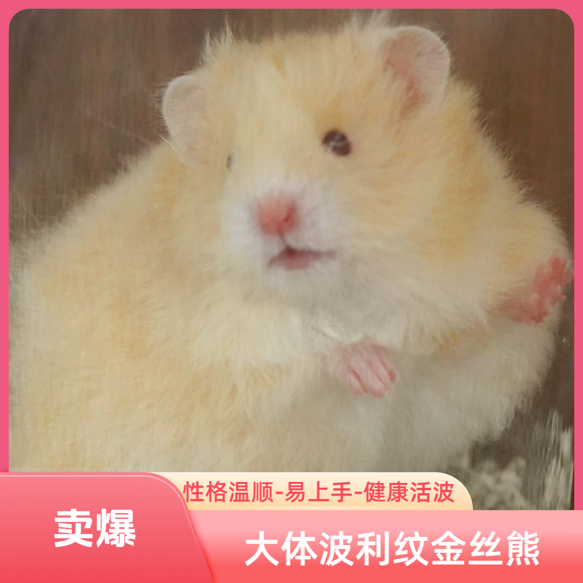 家养蜜波利可爱温顺金丝熊仓鼠宠物活体